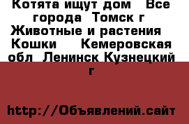 Котята ищут дом - Все города, Томск г. Животные и растения » Кошки   . Кемеровская обл.,Ленинск-Кузнецкий г.